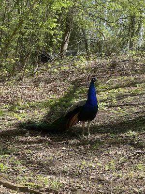 Male peacock