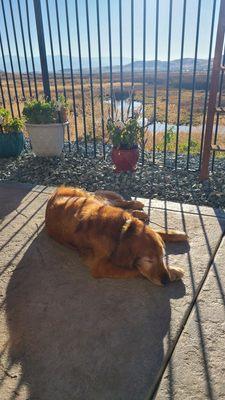 Winston has become much more relaxed and confident through obedience classes.