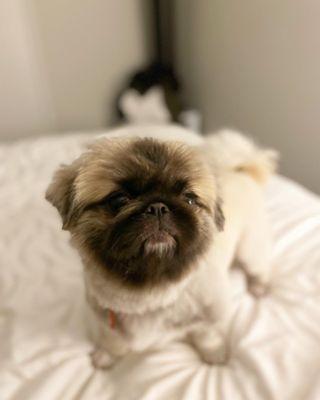 Sharon Stone's puppy cut with clean feet.