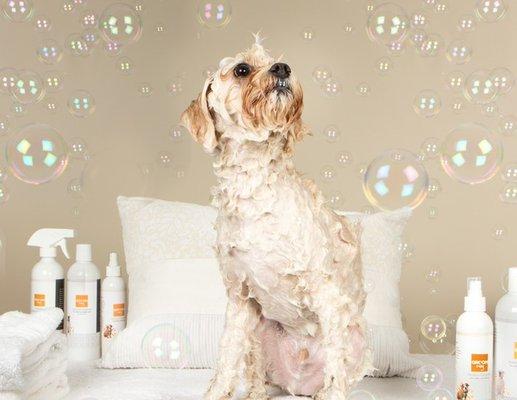 Let us pamper your pet with a full haircut at the Wag Spa. Our premium selection of Wag Hotels Spa Products is ideal for sensitive skin.