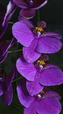 Orchid