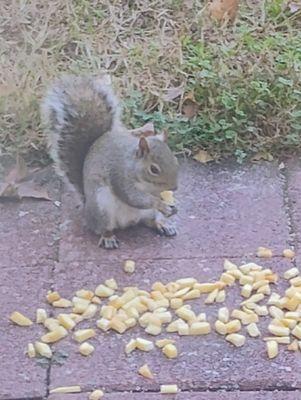 Squirrels enjoying wife's fries, the seasoning was too spicy