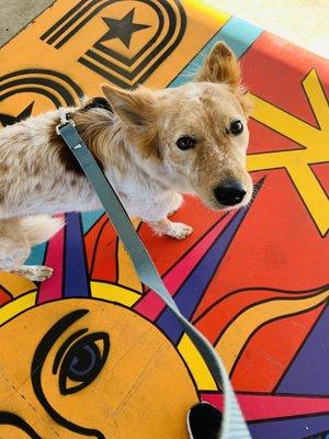 Ginger loves the colorful artwork!