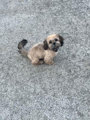 Mavericks first hair cut! He's so perfect, I think he came out cuter than he went in!