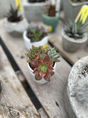 Beautiful succulents