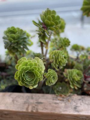 Succulent plant decor