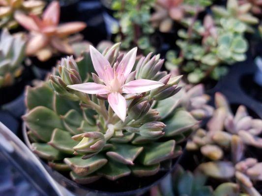 Home Depot Sunnyvale - flowering succulent