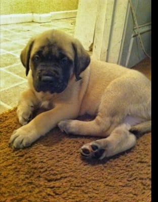 Had to buy a couple thing for my new English bullmastiff puppy