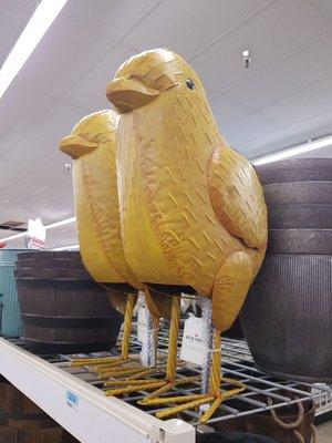 I need a big chick for my yard.