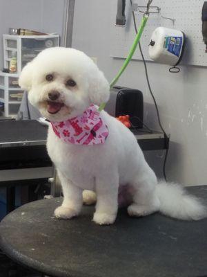 Bishop Frise Puppy Cut. Groomed by Cathy McKenzie