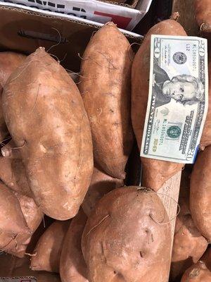 Seriously... WTF is the size of these sweet potatoes?