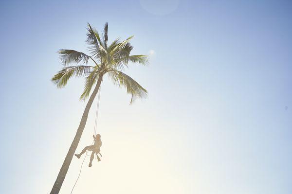 Repel off of a coconut palm in the early morning light