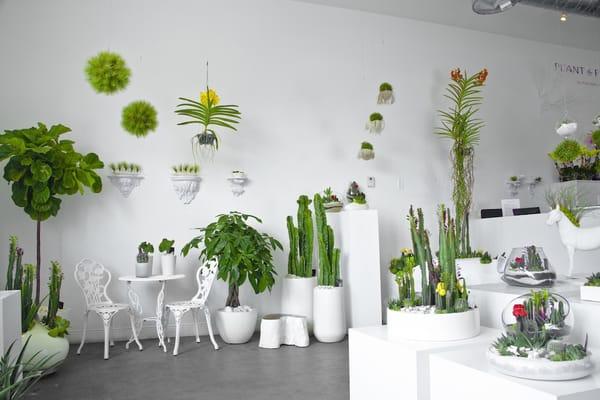 Variety of hanging arrangements and floor plants in the gallery.