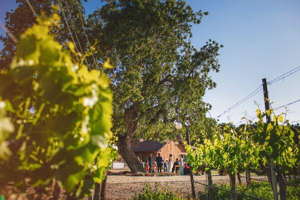 Our wedding ceremony under the The Oak Tree and nestled within the vineyard!