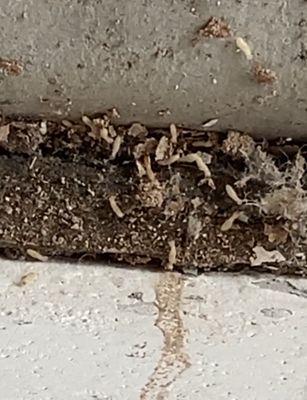 Termite Treatment