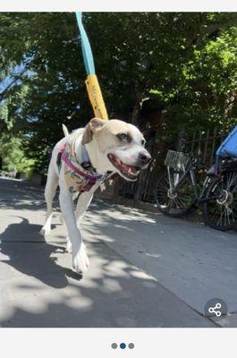 Our last picture from the Bark Support. A happy Georgie!