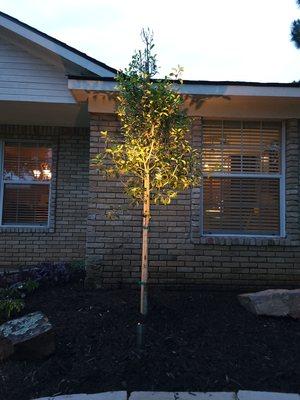 Uplight and tree form savannah holly