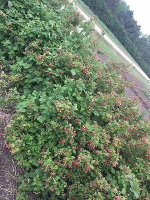 Large Raspberry plants