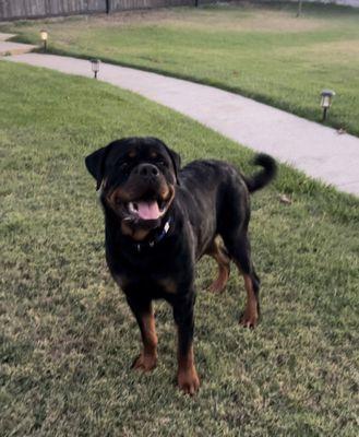 Beautiful, Rottweiler