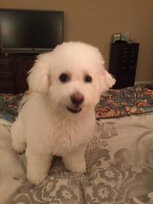 Jon does a great job making Beau a beautiful Bichon