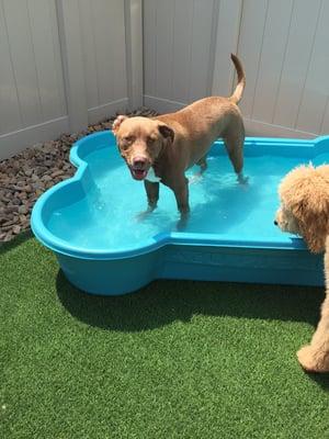 Ender taking a quick dip in the pool!