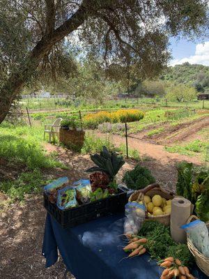 Healing From The Ground Up CSA