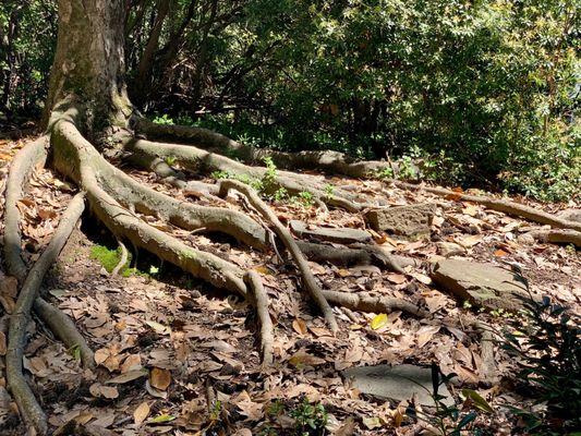 Nature's Art tree roots closeup!