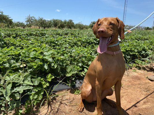 Strawberry picking field