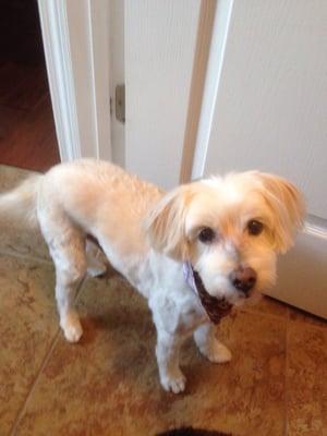 Gus after getting all cut and clean by Jennie!