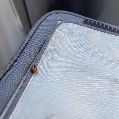 Embrace the small things in life. I've known this well before the ladybug landed on my bag.