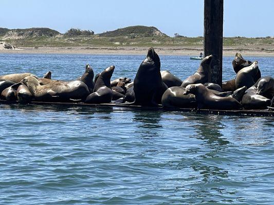 Lots of "relaxing" and some "posing"...