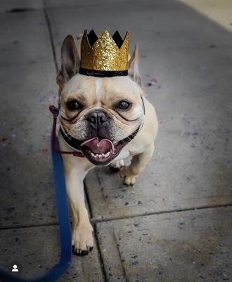 Lucho the Frenchie celebrating his birthday on his YSP walk with Tara