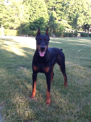 Rayven, 10 month old black male dobie