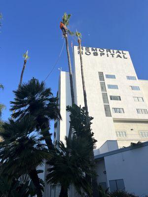 Trimmed Mexican palm trees