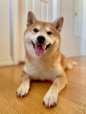 My happy pup after her grooming experience