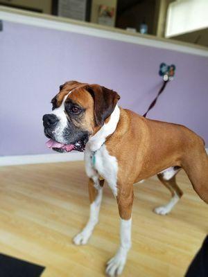 Hugo a beautiful male boxer came in for a bath today!