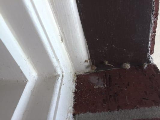 Spider egg sacs that I asked them to take care of several times. THIS COMPANY DOES NOT DO THEIR JOB!!