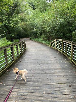 Puppy  on bridge