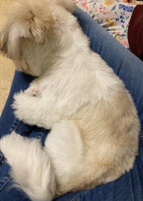 His happy nap after his bath and haircut!