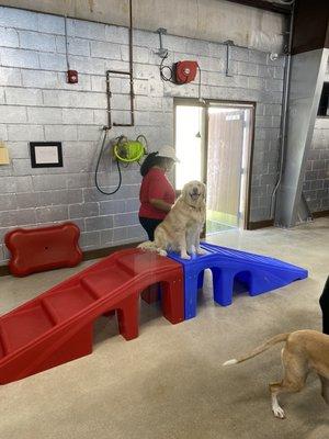 Camper Mollie having fun in the play yard