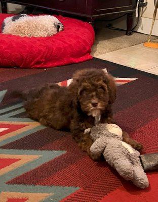 Trained Labradoodle puppies