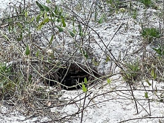 Burrowed tortoise