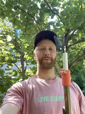 Summer pruning of apricot trees. Apricot trees are the only deciduous fruit trees we grow in Santa Cruz that only get pruned in the summer!