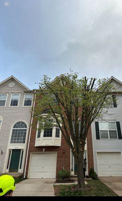 Tree trimming in Manassas, VA