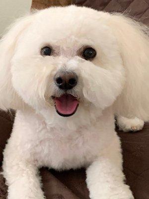 Maltipoo Dog