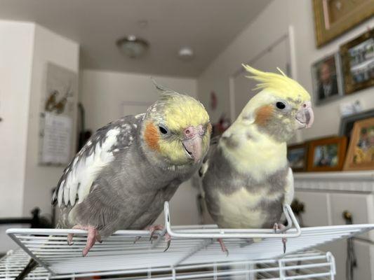 Male (pearled) hand-fed on right, and female on left