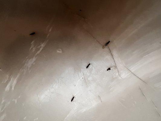 Termites falling from ceiling - you can hear them chewing through the walls!