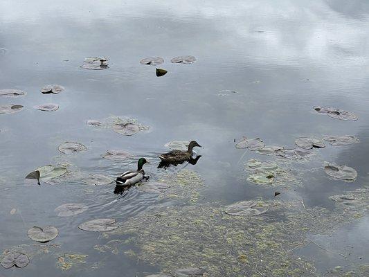 Love Ducks enjoying their Sunday afternoon.