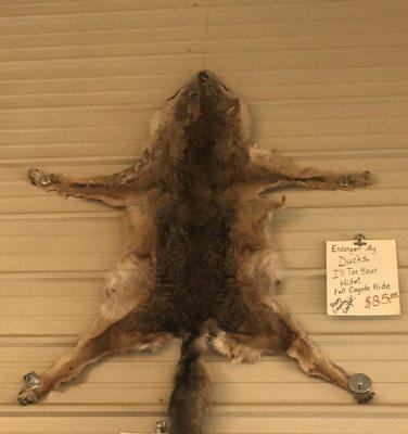 Endanger My Ducks, I'll Tan your Hide   Fall Coyote Hide