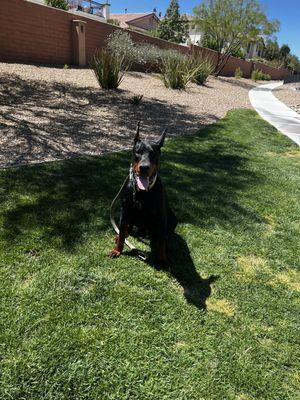 Duke sitting at a park on command